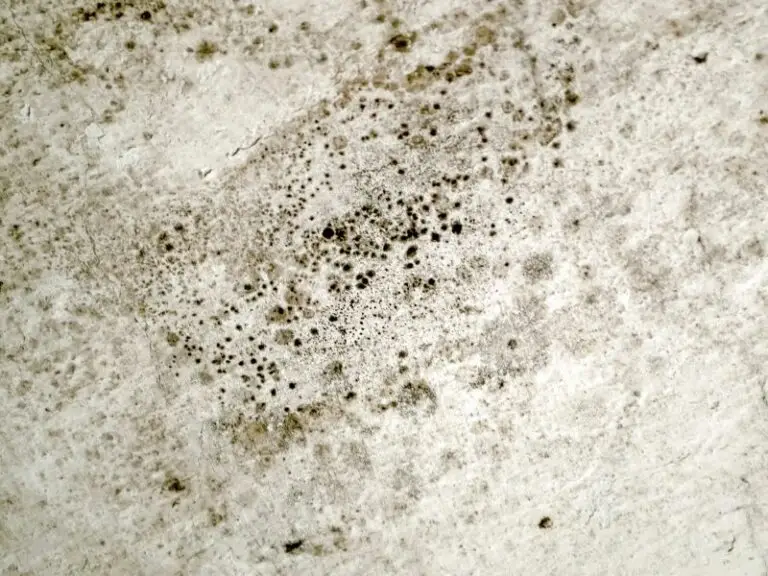 traces de moisissures